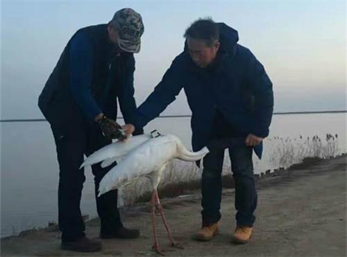 湖南環(huán)球信士科技有限公司,湖南野生動物追蹤,湖南衛(wèi)星追蹤器,湖南追蹤器