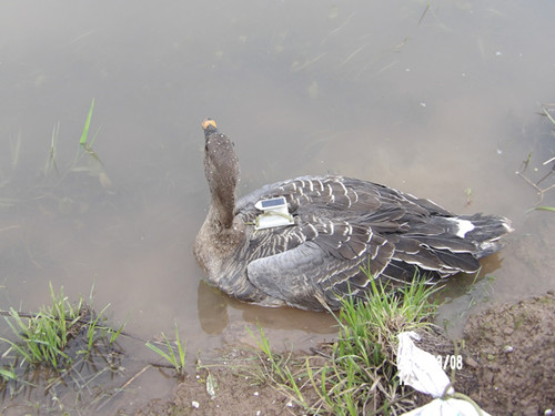 湖南環(huán)球信士科技有限公司,湖南野生動物追蹤,湖南衛(wèi)星追蹤器,湖南追蹤器