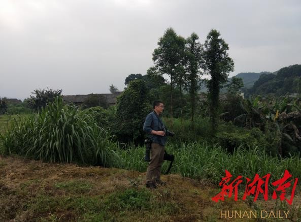 攸縣興林油茶,油茶苗,油茶果,輕基質(zhì)杯苗,裸根苗,油茶苗價(jià)格,油茶苗批發(fā),油茶苗基地