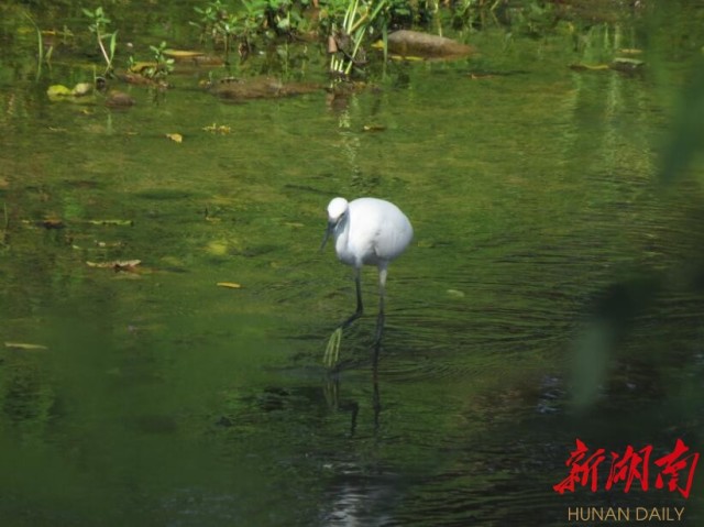 攸縣興林油茶,油茶苗,油茶果,輕基質(zhì)杯苗,裸根苗,油茶苗價(jià)格,油茶苗批發(fā),油茶苗基地