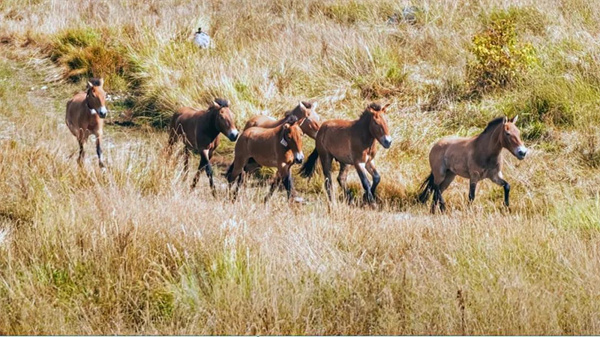 湖南環(huán)球信士科技有限公司,湖南野生動物追蹤,湖南衛(wèi)星追蹤器,湖南追蹤器