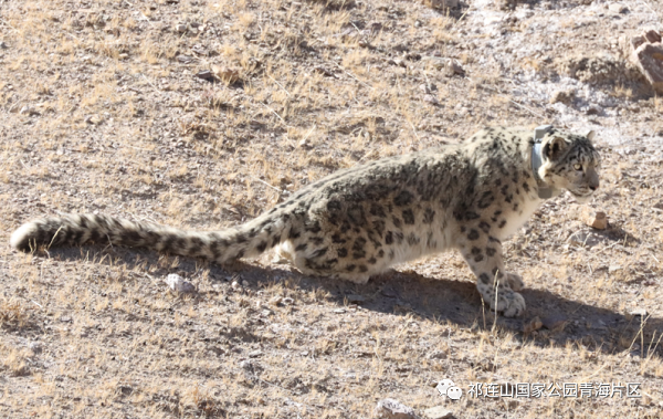 湖南環(huán)球信士科技有限公司,湖南野生動物追蹤,湖南衛(wèi)星追蹤器,湖南追蹤器