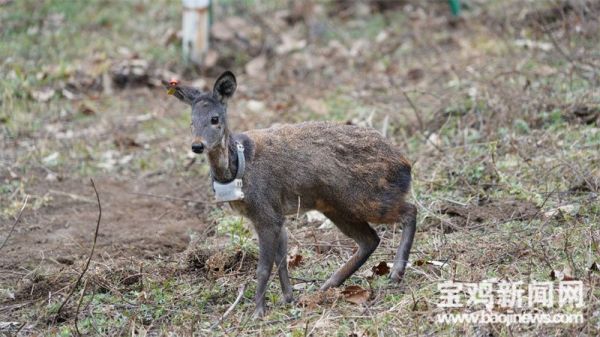 湖南環(huán)球信士科技有限公司,湖南野生動物追蹤,湖南衛(wèi)星追蹤器,湖南追蹤器